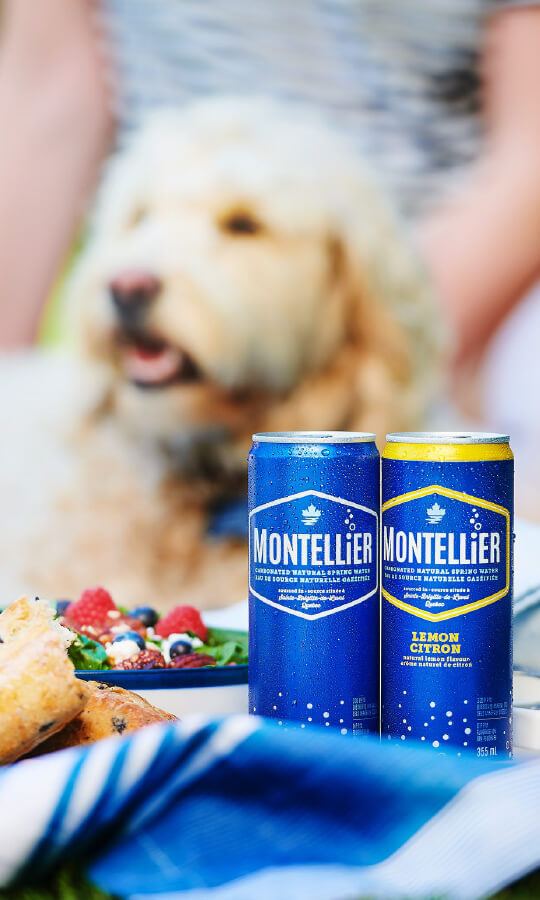 Montellier dog